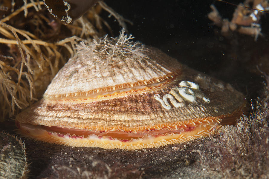 Представитель Семейства Cardiidae